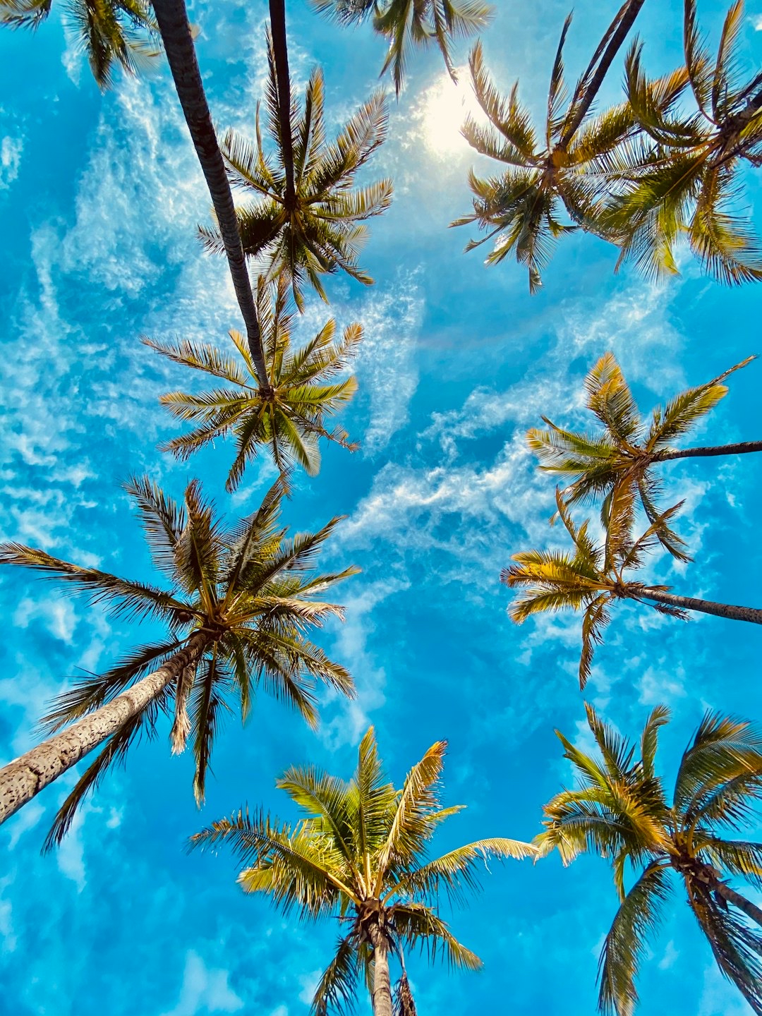 Palms & sky
